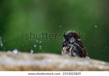 The house sparrow bathes in the fountain in summer. Abnormal heat. A small bird in central Russia. Birds living in the Urals. Close-up portrait of a common sparrow