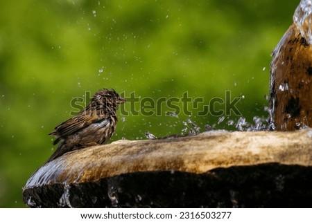 The house sparrow bathes in the fountain in summer. Abnormal heat. A small bird in central Russia. Birds living in the Urals. Close-up portrait of a common sparrow