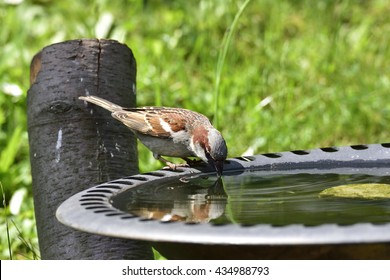 House Sparrow In A Bird Bath