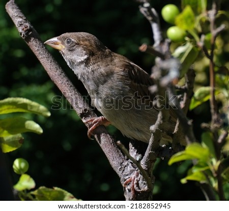 
The house sparrow is a bird of the sparrow family Passeridae, found in most parts of the world. It is a small bird that has a typical length of 16 cm and a mass of 24–39.5 g.