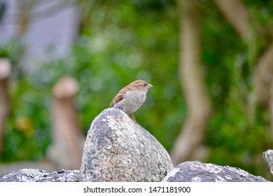 House Sparrow Bird In Isles Of Scilly UK