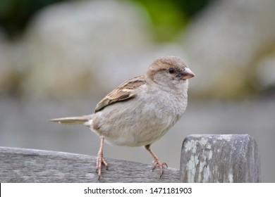 House Sparrow Bird In Isles Of Scilly UK