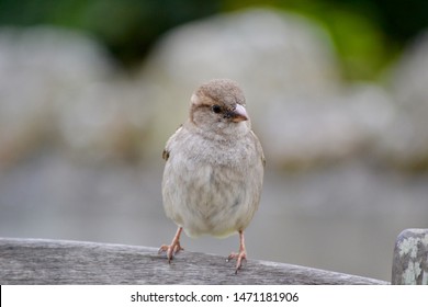 House Sparrow Bird In Isles Of Scilly UK