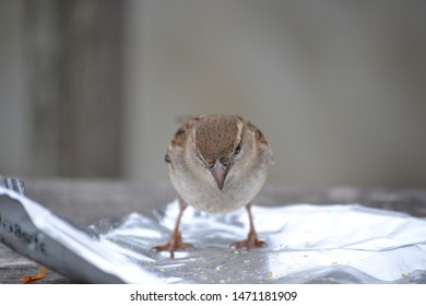 House Sparrow Bird In Isles Of Scilly UK