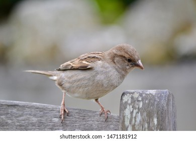 House Sparrow Bird In Isles Of Scilly UK