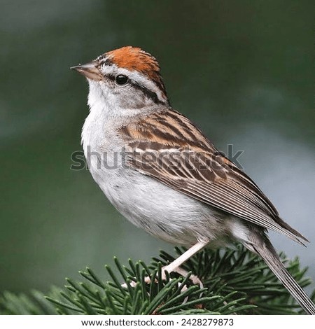 House sparrow birds animals trees