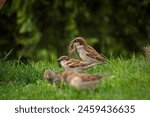 a house sparrow is collect dog hairs for the nest building at a spring day 