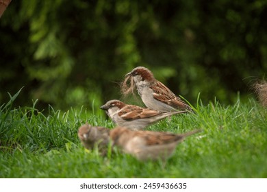 a house sparrow is collect dog hairs for the nest building at a spring day  - Powered by Shutterstock