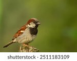 The House Sparrow is common in cities, farms, and neighborhoods, avoiding dense woods. Males have black bibs and patterned wings; females are plain brown. Native to Eurasia, now widespread worldwide.