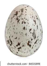 House Sparrow Egg, Passer Domesticus, In Front Of White Background