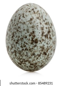 House Sparrow Egg, Passer Domesticus, In Front Of White Background