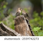 House sparrow feeding in forest, this is a very common bird in north america.