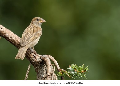 House Sparrow Female