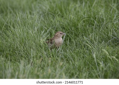 House Sparrow (female) Sitting In Tall Grass