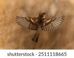 A house sparrow in flight with spread wings and showing its back.