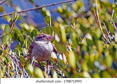 A House Sparrow Heading Back To The Nest With A Beak Full Of Insects.