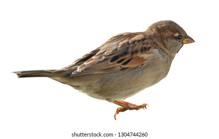 house sparrow isolated on white background