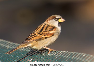 House Sparrow, Male