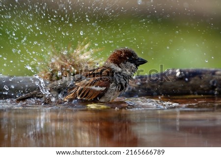 House Sparrow, male bathes in the water of a bird watering hole. He sprays water. Backlight. Czechia. Europe.