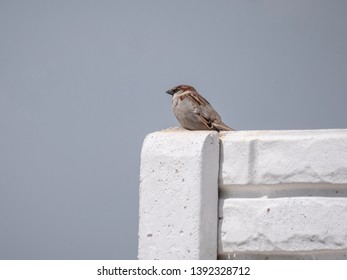 House sparrow on fence. Blue sky in background. House sparrow portrait.