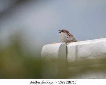 House sparrow on fence. Blue sky in background. House sparrow portrait.