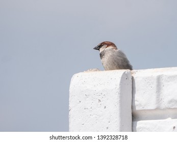 House sparrow on fence. Blue sky in background. House sparrow portrait.