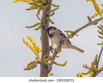 House sparrow on fence. Blue sky in background. House sparrow portrait.
