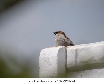 House sparrow on fence. Blue sky in background. House sparrow portrait.