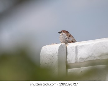 House sparrow on fence. Blue sky in background. House sparrow portrait.