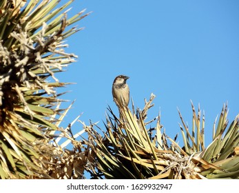 House Sparrow On The Lookout On Top Of Joshua Tree, Lucerne Valley CA, USA