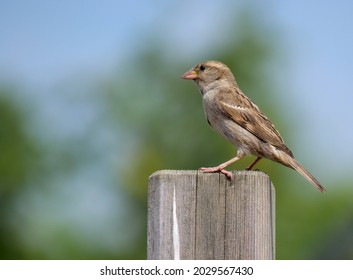 House Sparrow On Top Of Fence Post