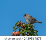 House sparrow on top of rosehip bush