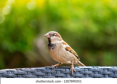 House sparrow or Passer domesticus. It is a bird of the sparrow family Passeridae, Sparrow can be found in most parts of the world