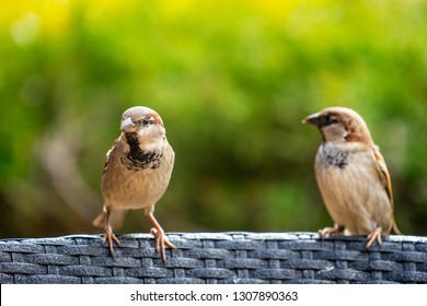 House sparrow or Passer domesticus. It is a bird of the sparrow family Passeridae, Sparrow can be found in most parts of the world