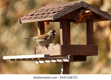 House sparrow (Passer domesticus) in bird feeder in winter garden, bird of the sparrow family Passeridae. European bird wildlife, Czech republic