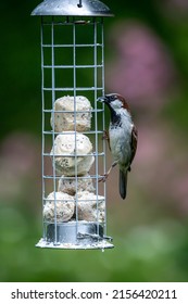 A House Sparrow, Passer Domesticus, Eating Suet Balls From A Bird Feeder