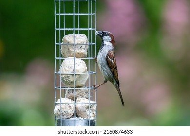 A House Sparrow, Passer Domesticus, Eating Suet Balls From A Bird Feeder