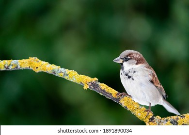 スズメ の画像 写真素材 ベクター画像 Shutterstock