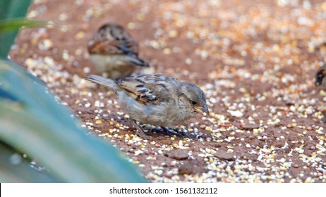 House Sparrow (Passer Domesticus) On The Ground Eating Bird Seed In A Backyard In Pretoria, South Africa