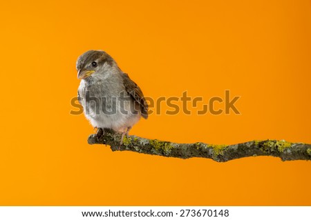 House Sparrow, Passer domesticus, perched on a branch in front of an orange background
