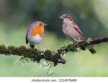 House sparrow (Passer domesticus) and robin (Erithacus rubecula) standing on a branch. Cute garden birds from different species interacting in natural environment. Two colorful birds background image. - Powered by Shutterstock