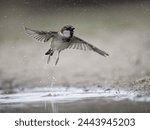 House sparrow, Passer domesticus, single male bird leaping from water, Warwickshire, March 2024