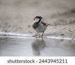 House sparrow, Passer domesticus, single male bird in water, Warwickshire, March 2024