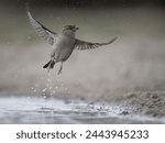 House sparrow, Passer domesticus, single female bird leaping from water,  Warwickshire, March 2024