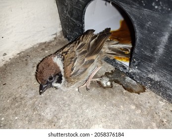 A House Sparrow (Passer Domesticus) Stick On The Glue Board Of Tamper Resistant Bait Station (TRBS) For Rodent . Bird Is A Serious Pest Issue In Rice Storage Warehouse. 