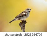 House sparrow perched with a fall color background.