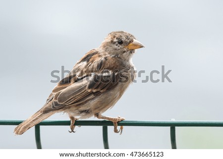 House Sparrow Perched on Fence