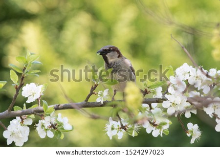 Similar – Image, Stock Photo titmouse spring