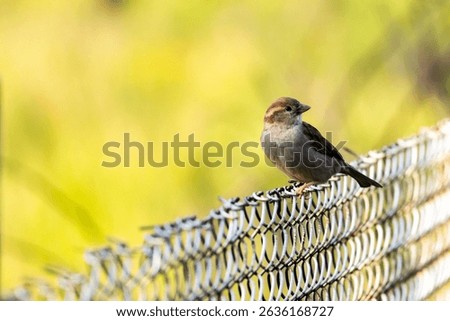 House sparrow perched sideways on a wire fence against a softly blurred green and yellow background.