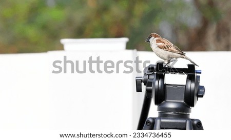 House Sparrow Poses on Camera Tripod